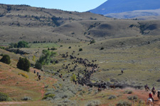 USA-Wyoming-Pryor Mountains Cattle Drives